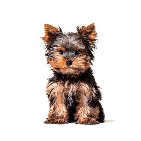 Yorkie